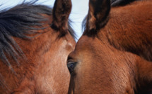 22 et 23 septembre 2012 : "Ambos" Court métrage et exposition photographique de Jennifer Ajuriaguerra au Haras de Jardy