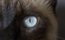 Loi Macron : "Peu importe qu'un chat soit blanc ou gris pourvu qu'il attrape des souris" Deng Xiaoping