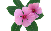 Au lendemain des attentats à Paris, il devient urgent de délivrer des PV de stationnement