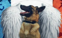 Diesel chienne fidèle