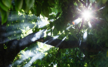 Camp et extension de Roland Garros : le Bois de Boulogne sous les feux de l'actualité