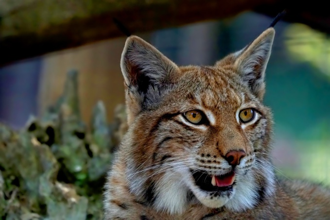 Sur sa terrasse, une Jurassienne tombe nez à nez avec... un lynx