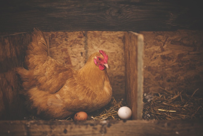 Qui de l’œuf ou la poule est arrivé en premier ? Au moyen de preuves scientifiques, des chercheurs ont tranché