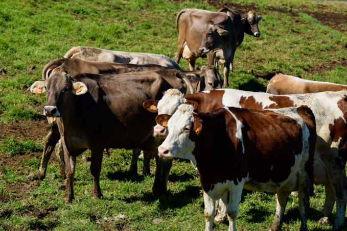 Climat : La France va-t-elle devoir réduire son cheptel de bovins ?