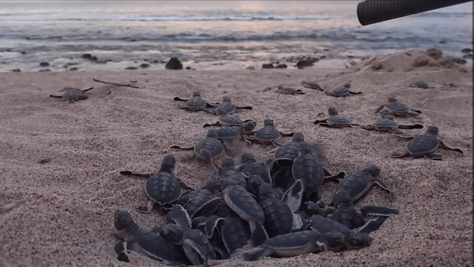 Vidéo - Les bébés de la tortue Emma émergent du sable pour rejoindre l'océan