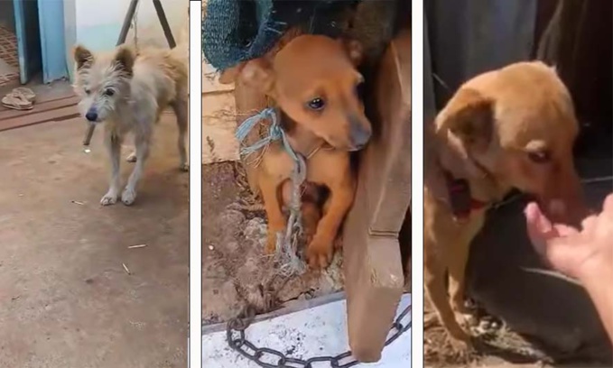 Vidéo - Trois chiens négligés et attachés sortis de la cour de particuliers à Saint-Pierre