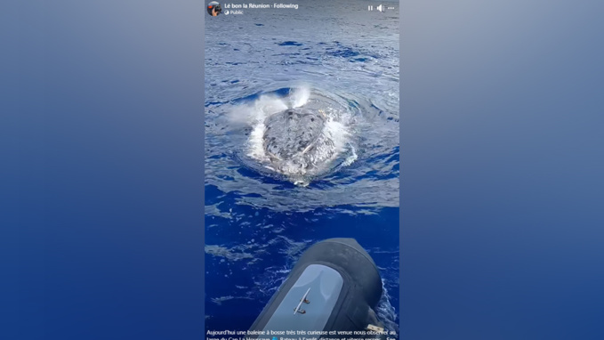 Une baleine à bosse vient observer un bateau au Cap Lahoussaye