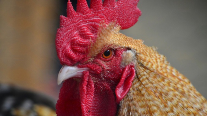 Influenza aviaire à St-Louis : Une zone de protection de 3 km instaurée
