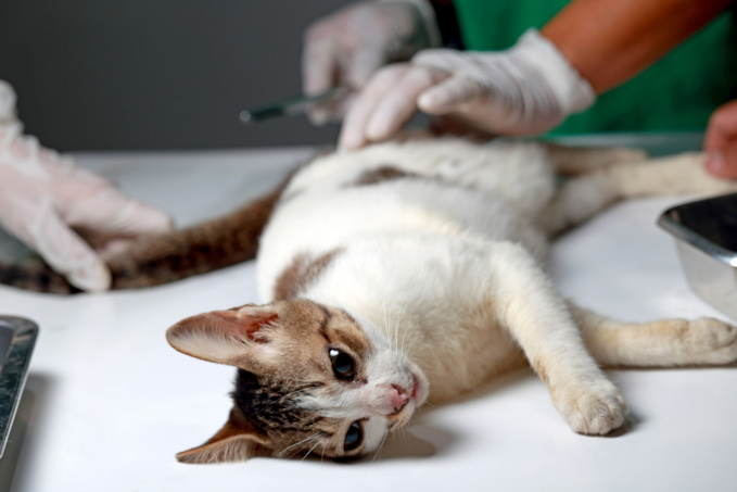 Stérilisation des chiens et chats : Prolongation du dispositif d’aide du TCO