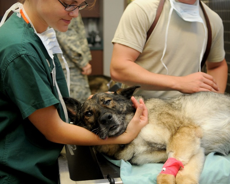 Des étudiants vétérinaires lancent une mission stérilisation, des bénévoles recherchés pour la sensibilisation