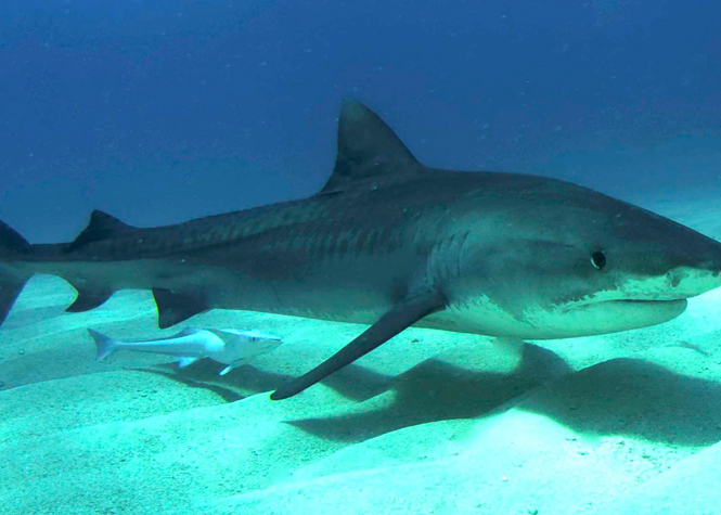 Hawaï : Une sexagénaire aurait été tuée par un requin au large de Maui
