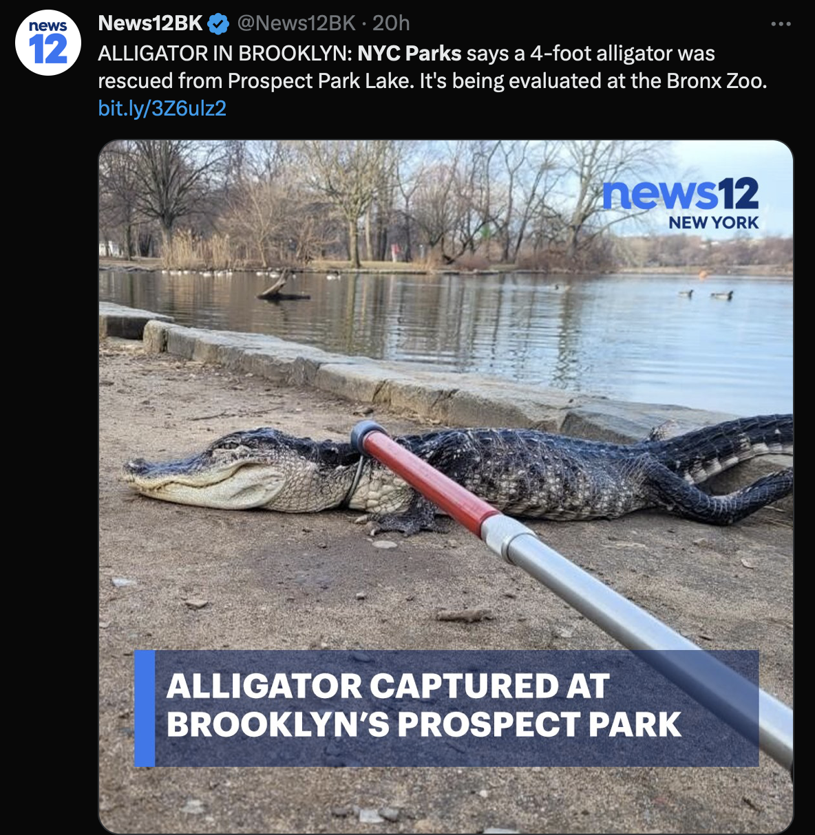 Un alligator retrouvé dans un parc de Brooklyn