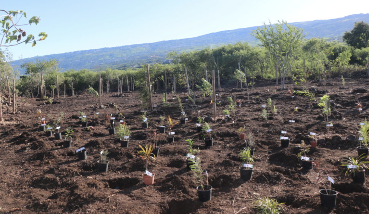 Plantation d’arbres au Grand Stella samedi 22 avril