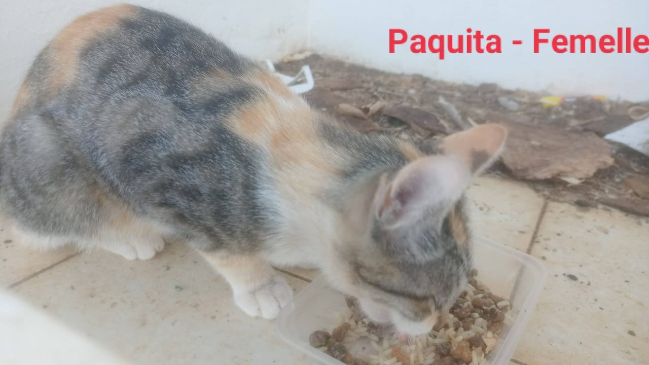 Qui pourra aider la Colombienne Patricia à sauver les chats errants de la Chaumière ?