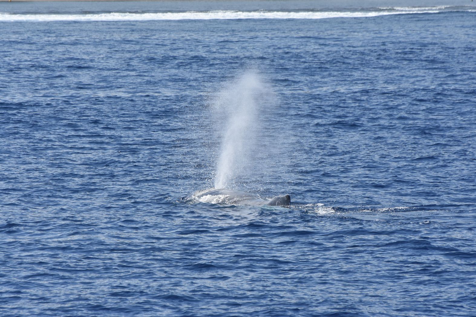 La première baleine à bosse identifiée !