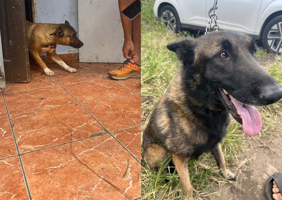 St-André : Deux chiennes sauvées d'un squat