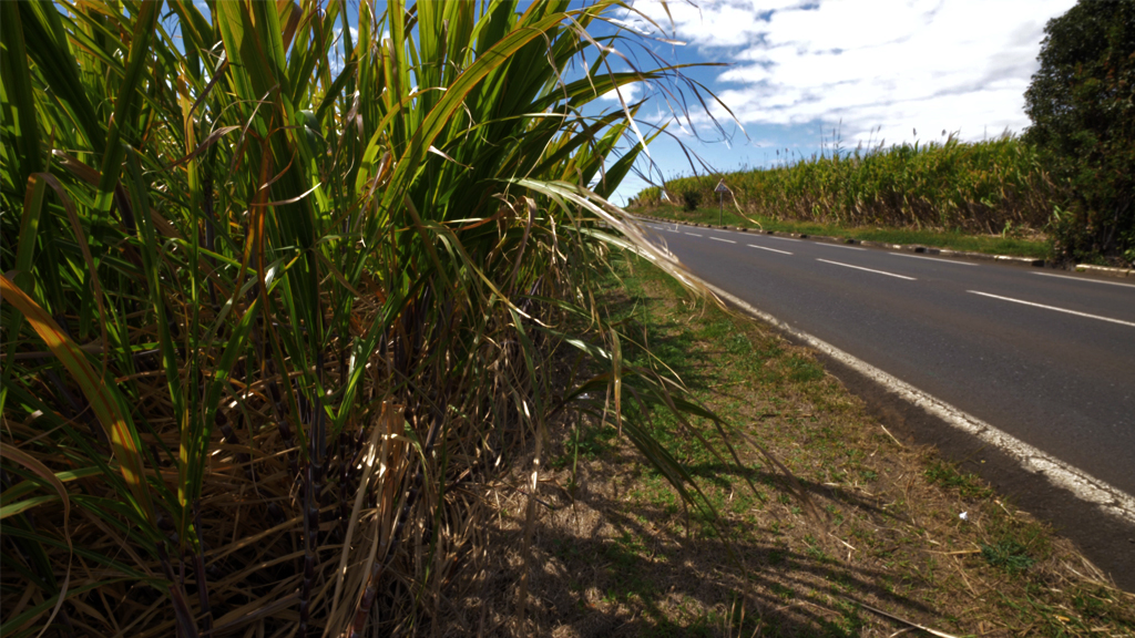 Hausse de 3,34% des loyers agricoles à La Réunion