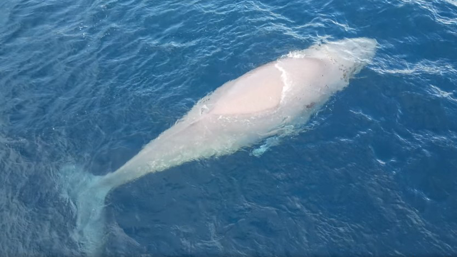 Les images exceptionnelles d'une baleine à bosse blanche