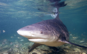Requins : "La propagande mensongère de la planète surf péi"