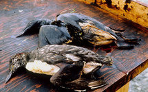 Marée noire aux Etats-Unis : BP s'engage à nettoyer et indemniser les victimes
