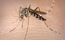 Des cas de chikungunya en Chine