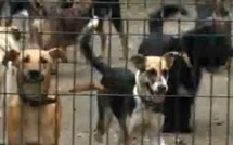 Fermeture de la SPA au Tampon : Les chiens sont euthanasiés