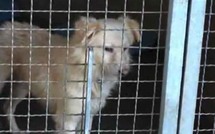 Droit de Cité: Appel urgent aux dons pour sauver 130 chiens et chats de l'euthanasie