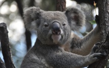 Nouvelle vague de chaleur en Australie : Le martyre des animaux risque de se poursuivre
