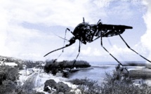 La dengue continue de sévir sur le sol réunionnais : restons mobilisés !