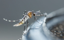 19 nouveaux cas de Dengue à La Réunion