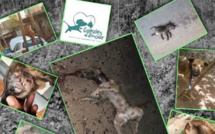 Mayotte : Derrière la torture animale, un mal bien plus profond