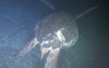 La tortue Emma grièvement blessée par un bateau, la population reproductrice en danger