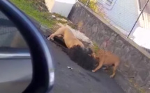 Vidéo - Le Tampon : Deux molosses attaquent et tuent un autre chien