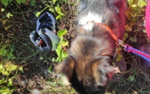 St-Denis : Trois chiens (encore) sortis d'un squat de la ravine Patate à Durand