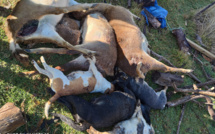 Plaine des Cafres : Des chiens errants déciment son cheptel, il les tue