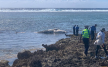 Une baleine retrouvée morte à Rodrigues