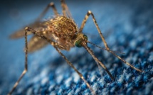 Paludisme : L’Afrique menacé par l’arrivée d’un moustique venu d’Asie