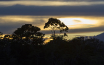 Amazonie : Près de 10.000 km2 de végétation rayés de la carte en 2022