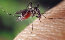 Dengue : Avec l'été qui s'installe, la crainte d'une reprise épidémique