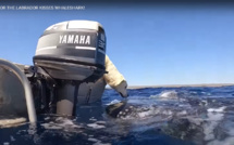 Vidéo - Rencontre entre un labrador et un requin-baleine