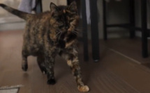 Le chat le plus vieux du monde s’appelle Flossie et a presque 27 ans