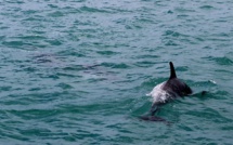 Des milliers de dauphins morts en mer Noire : Zelensky accuse la Russie