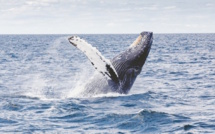 Au moins 417 baleines sont venues à La Réunion en 2022, un record