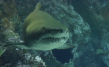Un mystérieux cimetière de requins découvert au fond de l'océan