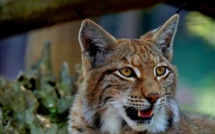 Sur sa terrasse, une Jurassienne tombe nez à nez avec... un lynx