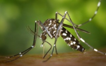 Dengue : La circulation se maintient niveau faible mais une reprise de l'épidémie reste à craindre