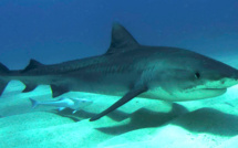 Hawaï : Une sexagénaire aurait été tuée par un requin au large de Maui