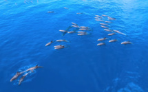 Un banc de dauphins d'Electre observé au large de Sainte-Marie