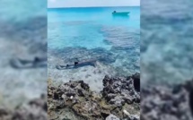 ​Vidéo - A l'île Maurice, un requin filmé au bord du rivage