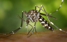 Les conditions météo deviennent plus favorables au développement des moustiques